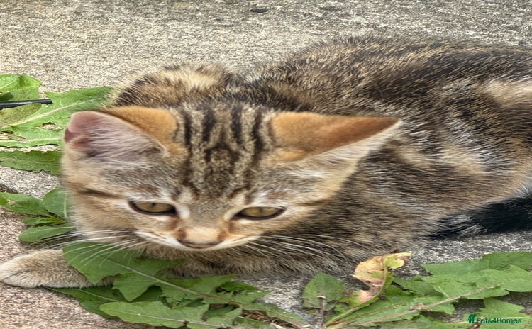 Domestic Shorthair cats - Advert 2