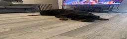 Rottweiler dogs for sale: 10 Rottweilers 6 boys 4 girls  - Advert 2