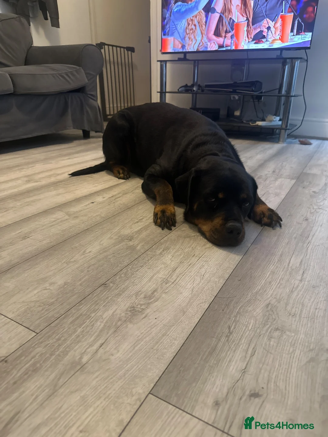 Rottweiler dogs for sale: 10 Rottweilers 6 boys 4 girls  - Advert 2