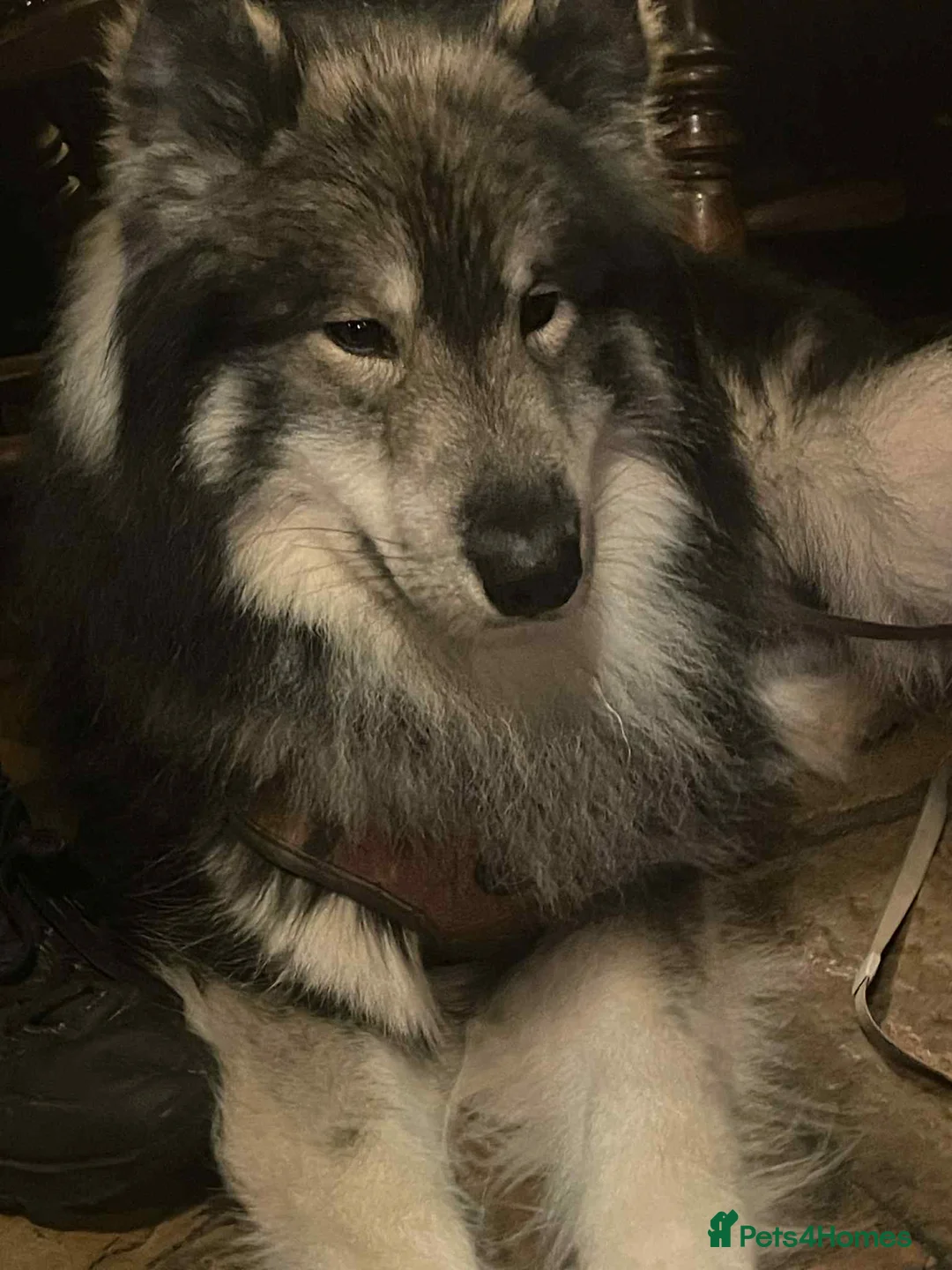 Mixed Breed dogs for stud:  Utonagan Stud: Husky/malamute/German shepherd mix - Advert 5