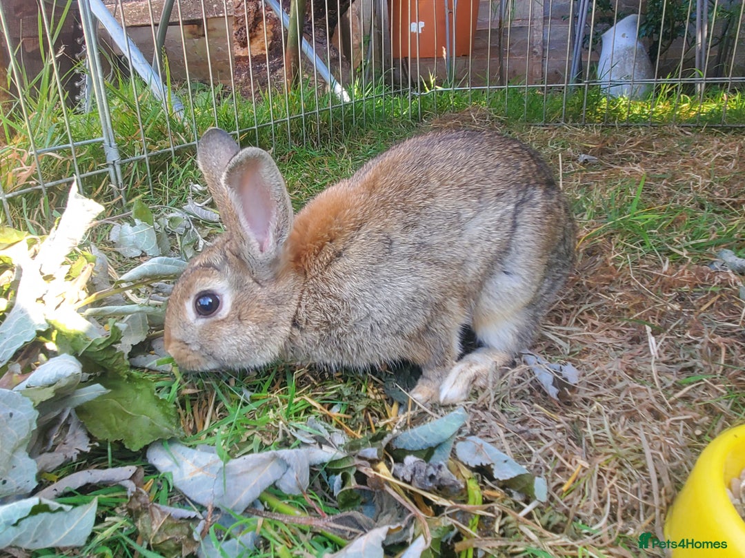 Netherland Dwarf rabbits for sale: Crumbles needs a loving home - Image 7