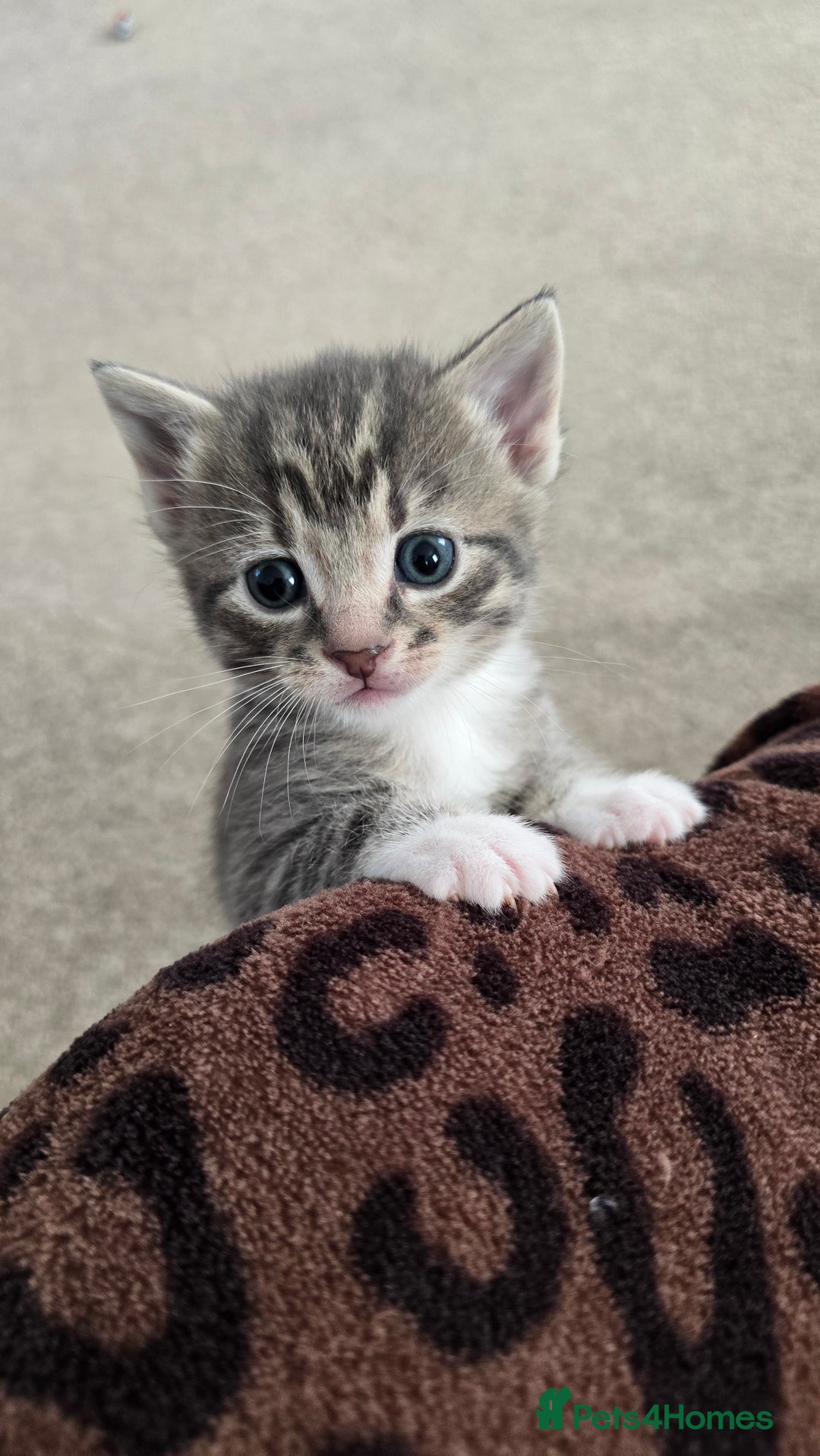 Mixed Breed cats for sale: 🐾 Beautiful Kittens Available 🐾 - Advert 13