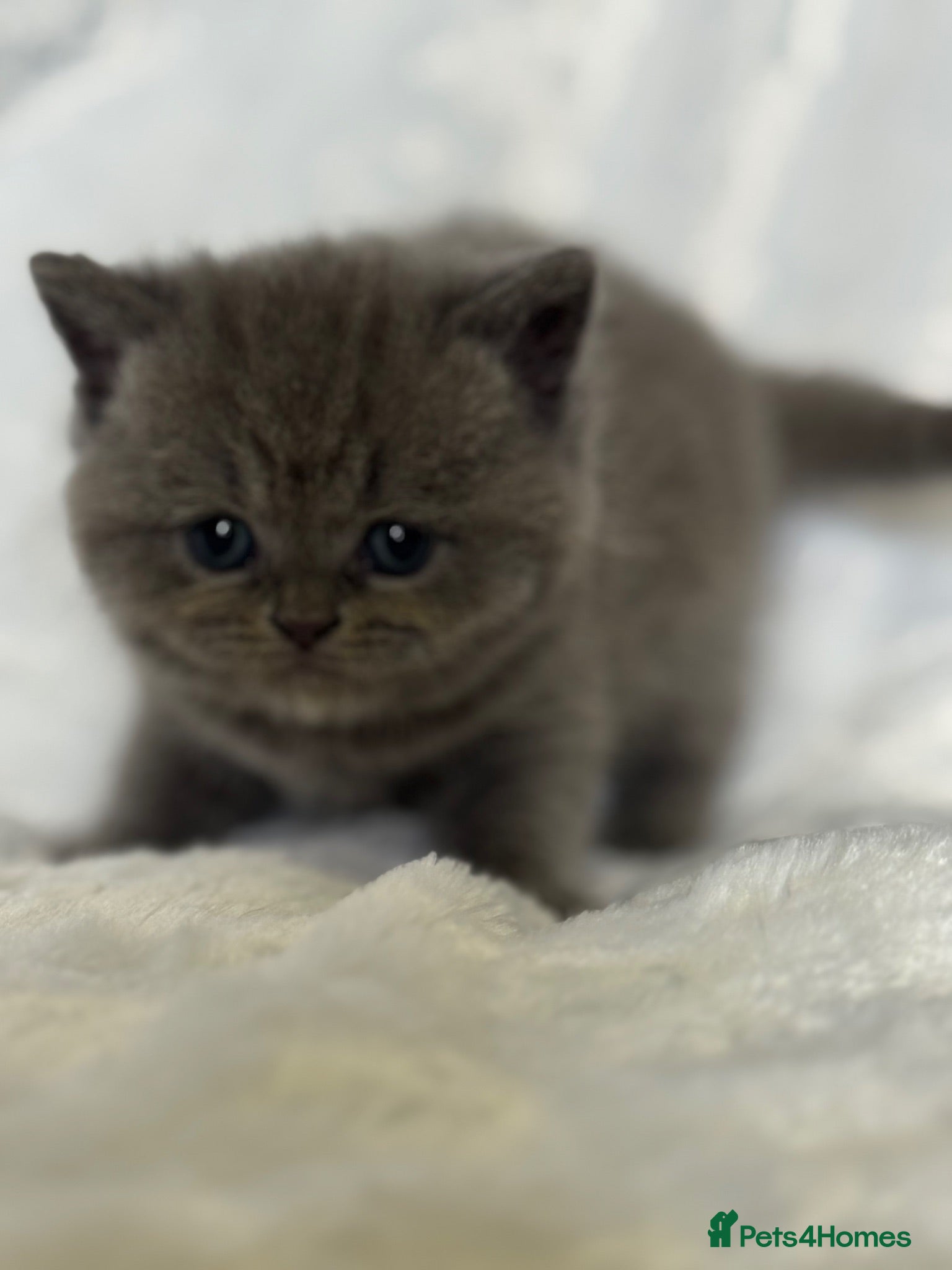 British Shorthair cats British short hair/ Scottish striaghts - Advert 2