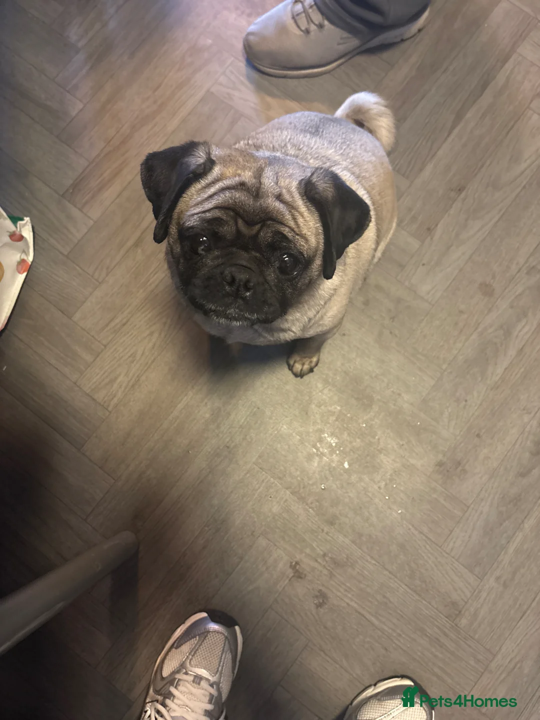 Pug dogs for sale: 3 year old pug for sale  in Pontefract - Advert 1
