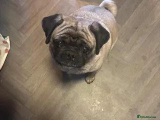 Pug dogs 3 year old pug for sale - Advert 1
