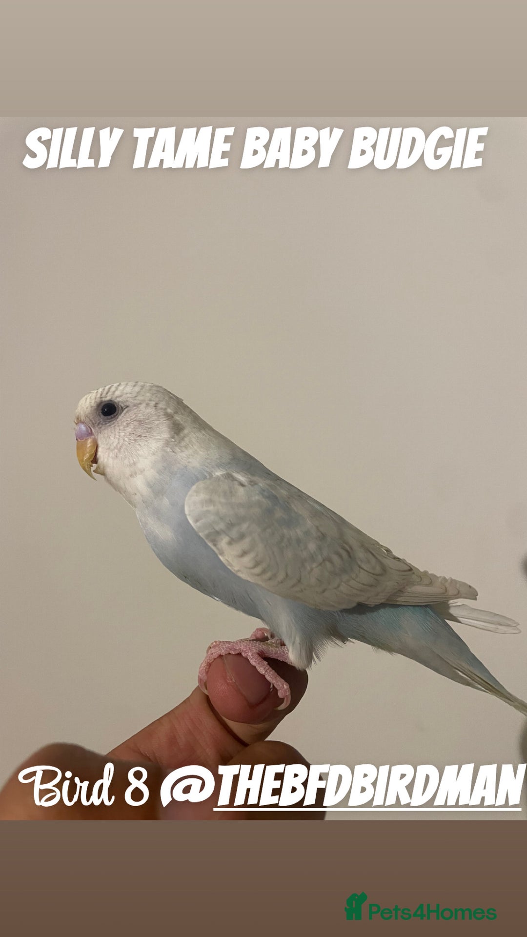 Budgerigars birds for sale: 100% SILLY TAME BABY BUDGIES - Image 8