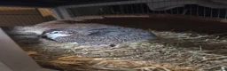 Quail poultry for sale: Male quail in Newcastle upon Tyne - Advert 3