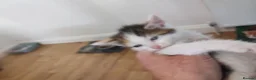 British Shorthair cats for sale: Five stunning kittens available immediately  - Advert 12