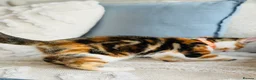 Turkish Angora cats for sale: 🐾 Unique Turkish Angora x Bengal Mix Kittens 🐾 - Advert 6