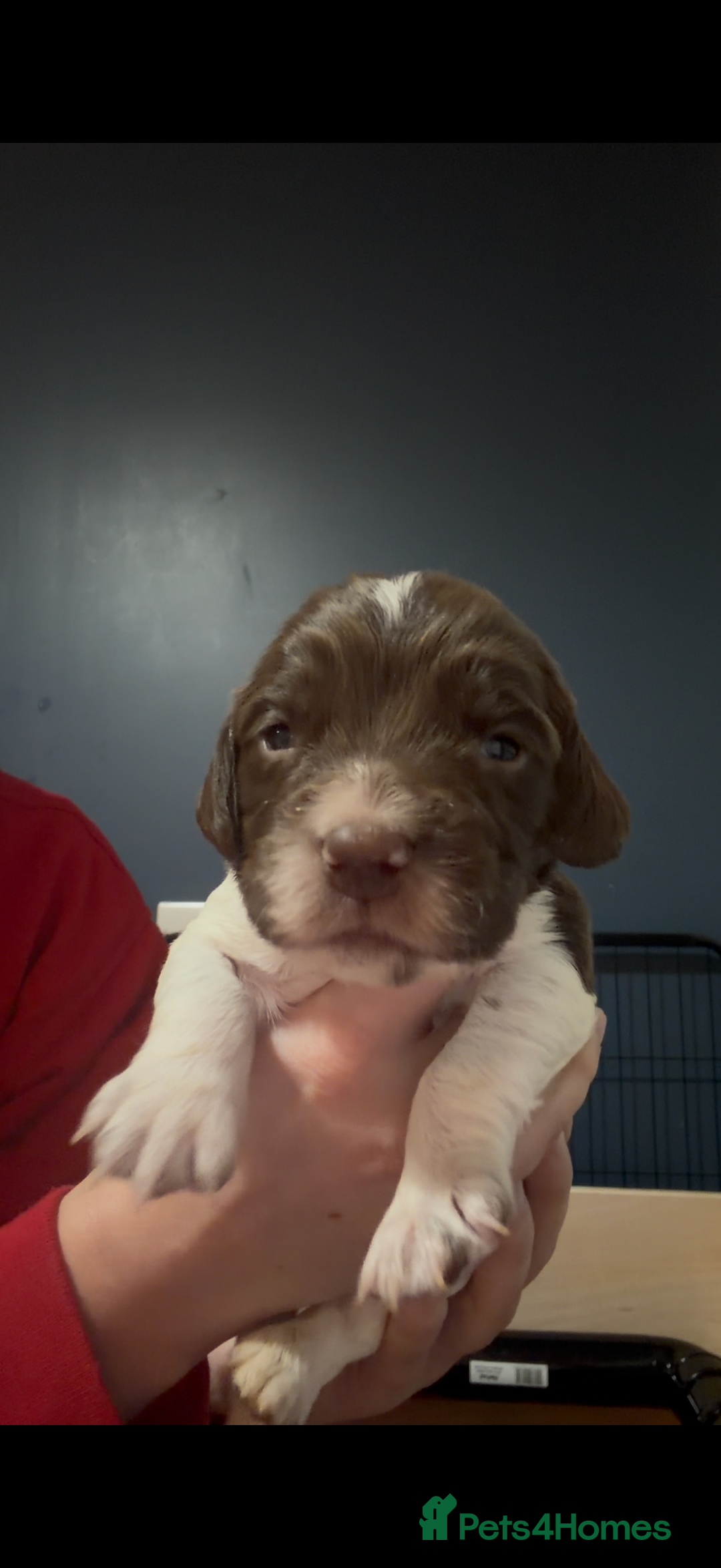 English Springer Spaniel dogs for sale: KC Registered English Springer Spaniel puppies - Advert 7