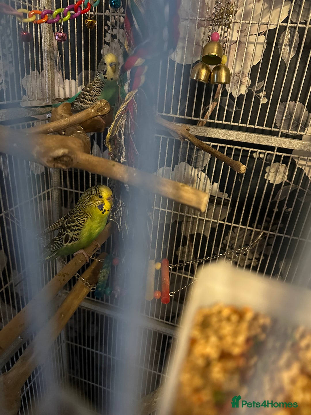 Budgerigars birds for sale: Female budgies - Advert 3