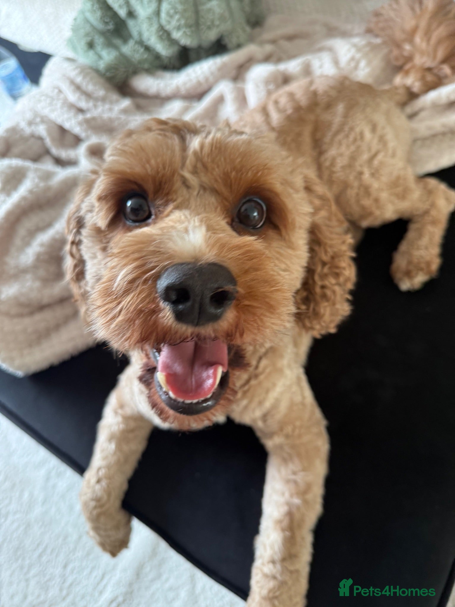 Cavapoo dogs cavapoo male stud - Advert 1