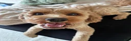 Cavapoo dogs for stud: cavapoo male stud in Wingate - Advert 1