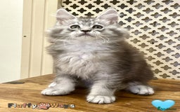 Maine Coon cats for sale: 🐾🦁 *TICA* MAINE COON KITTENS 🧬 DNA CLEAR 🦁🐾 - Image 18
