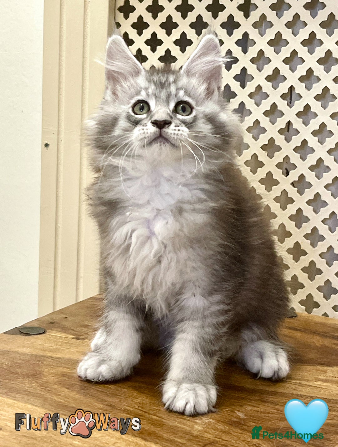 Maine Coon cats for sale: 🐾🦁 *TICA* MAINE COON KITTENS 🧬 DNA CLEAR 🦁🐾 - Image 18