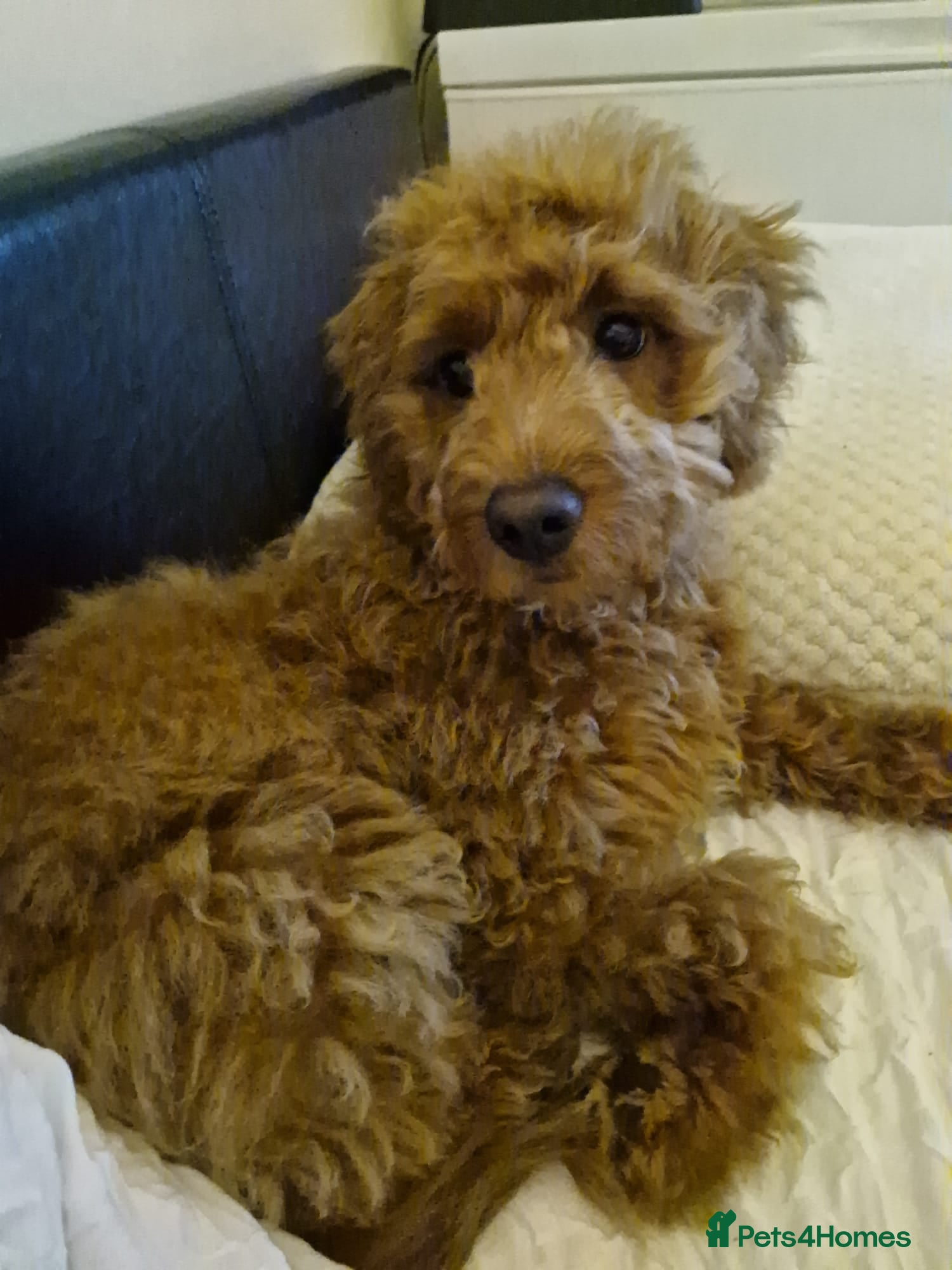 Cavapoo dogs I have 2 litters due in 2 to 5 weeks - Advert 14
