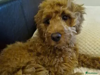 Cavapoo dogs I have 2 litters due in 2 to 5 weeks - Advert 14