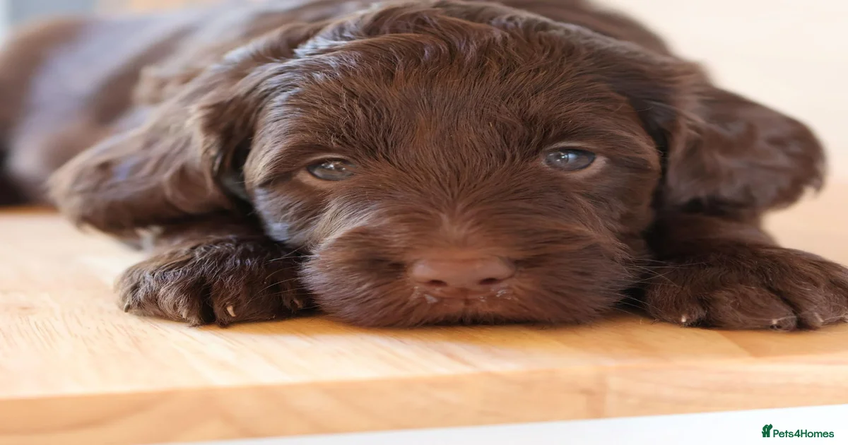 Stunning Double Doodle litter 🧬DNA BVA 🧬 for sale in Boston | Pets4Homes
