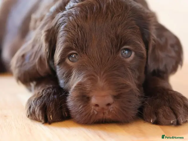 Double Doodle dogs for sale: Stunning Double Doodle litter 🧬DNA BVA 🧬 - Advert 2
