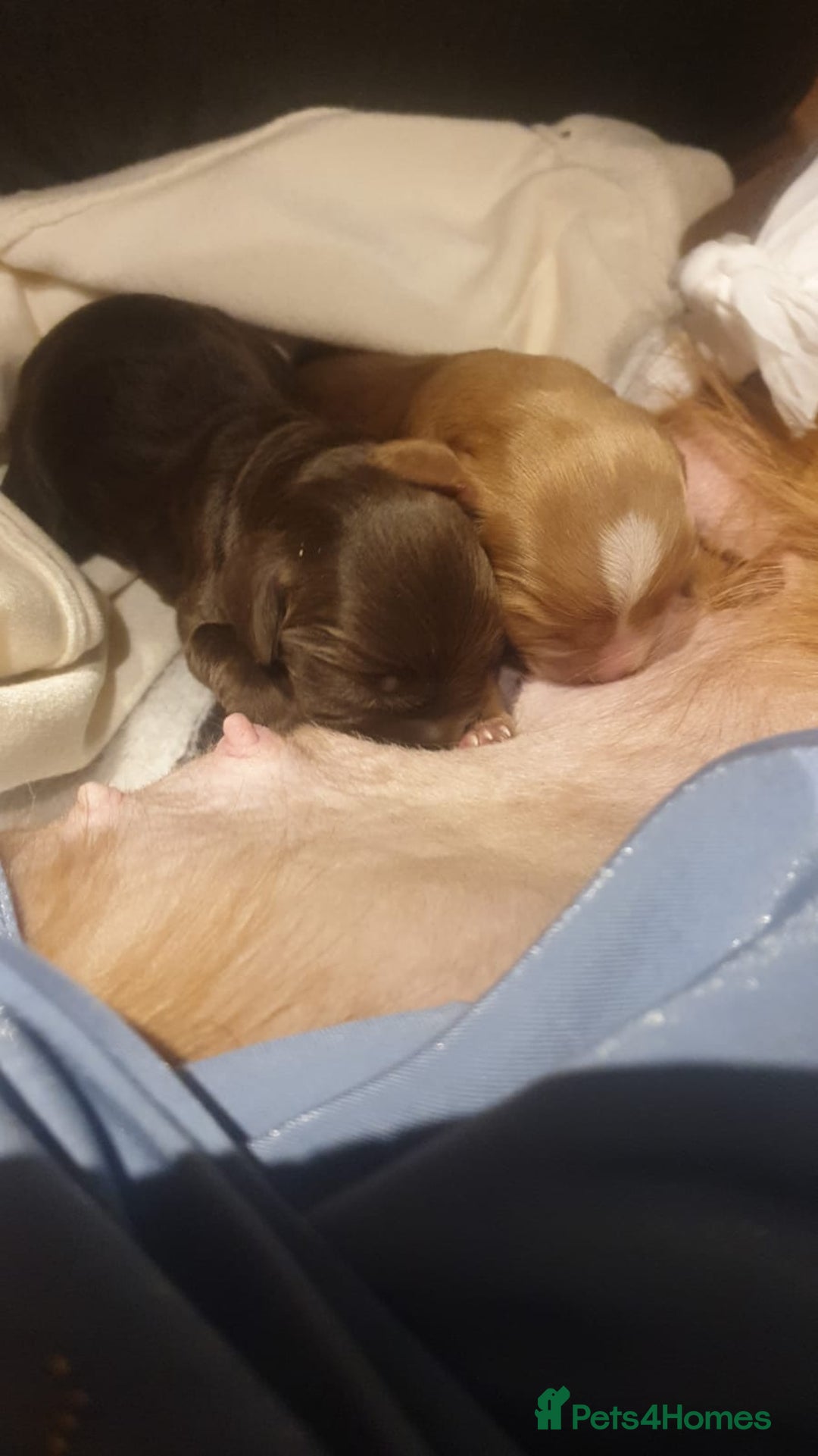Cocker Spaniel dogs for stud: PROVEN KC REGISTERED Cocker Spaniel for Stud in Tadworth - Image 13