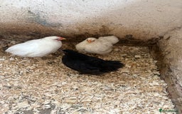 Chickens poultry for sale: Trio of pekin bantams  - Image 1