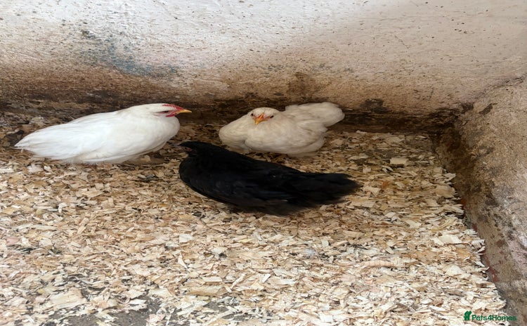 Chickens poultry - Advert 14