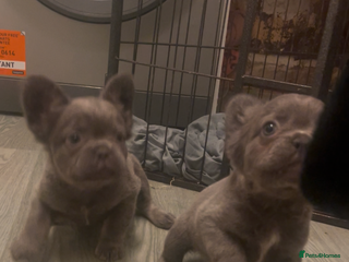French Bulldog dogs Fluffy French bulldogs!! - Advert 2