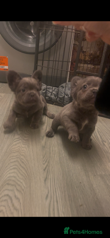 French Bulldog dogs Fluffy French bulldogs!! - Advert 3