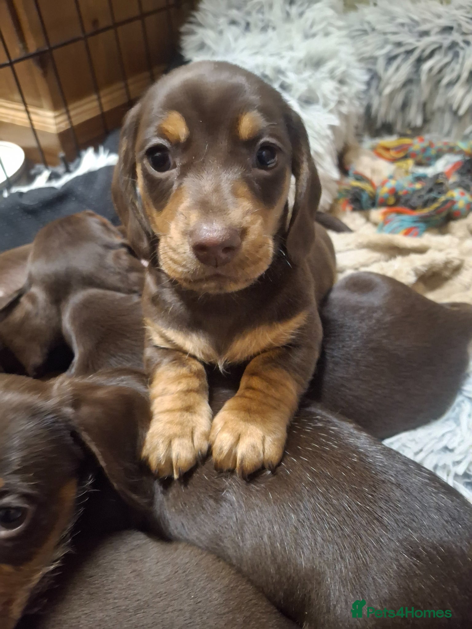 Dachshund dogs  chocolate dachshund update 2 left 1 boy 1 girl - Advert 1
