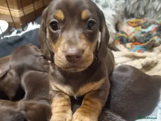Dachshund dogs chocolate dachshund update 2 left 1 boy 1 girl - Advert 1