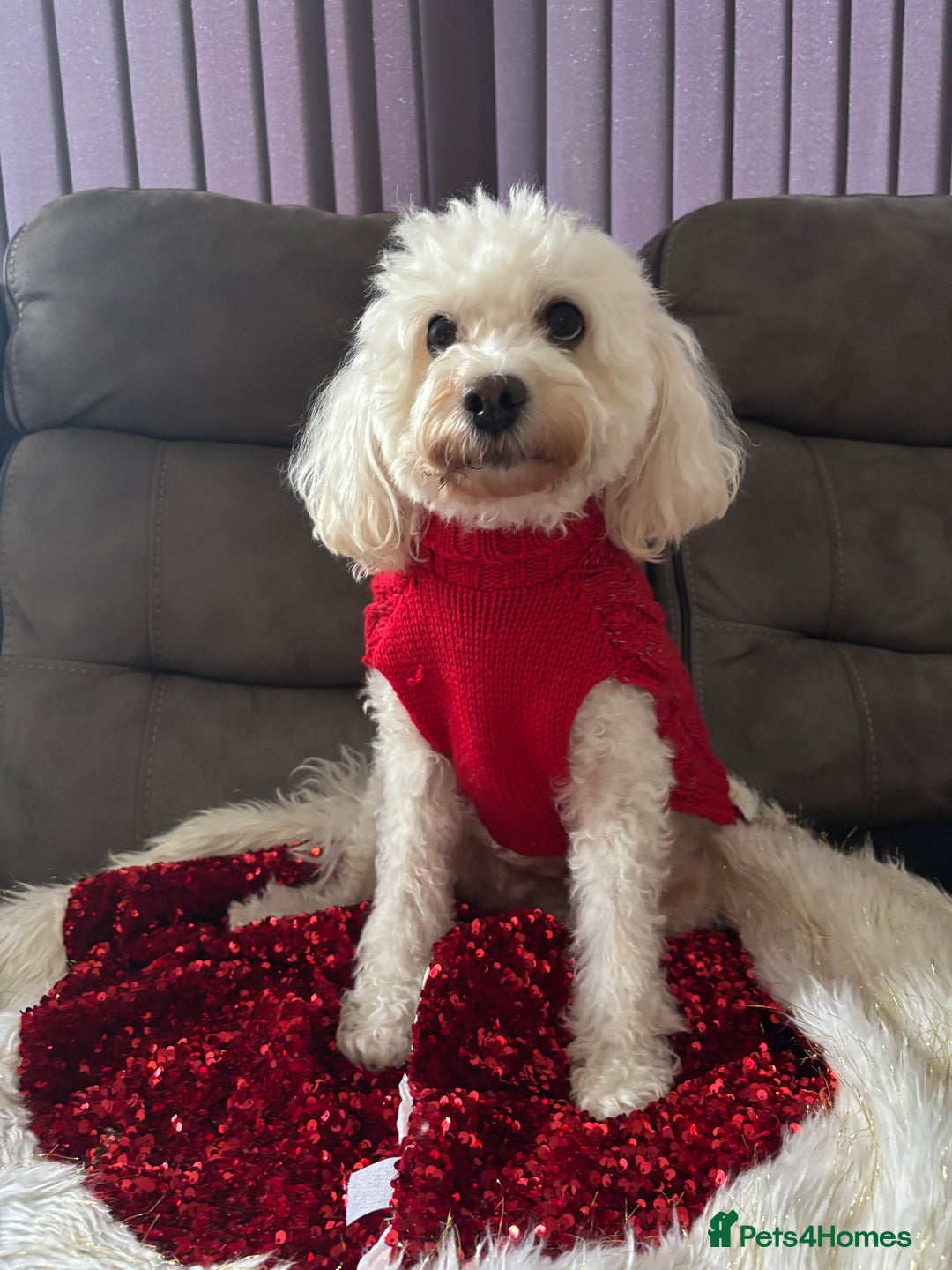 Mixed Breed dogs for sale: 💙 Blue Baby Boy Wants a new home 💙 - Advert 10