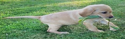 Labrador Retriever dogs for sale: KC Registered Labrador Retriever puppies  - Advert 5