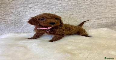 Goldendoodle dogs - Advert 1