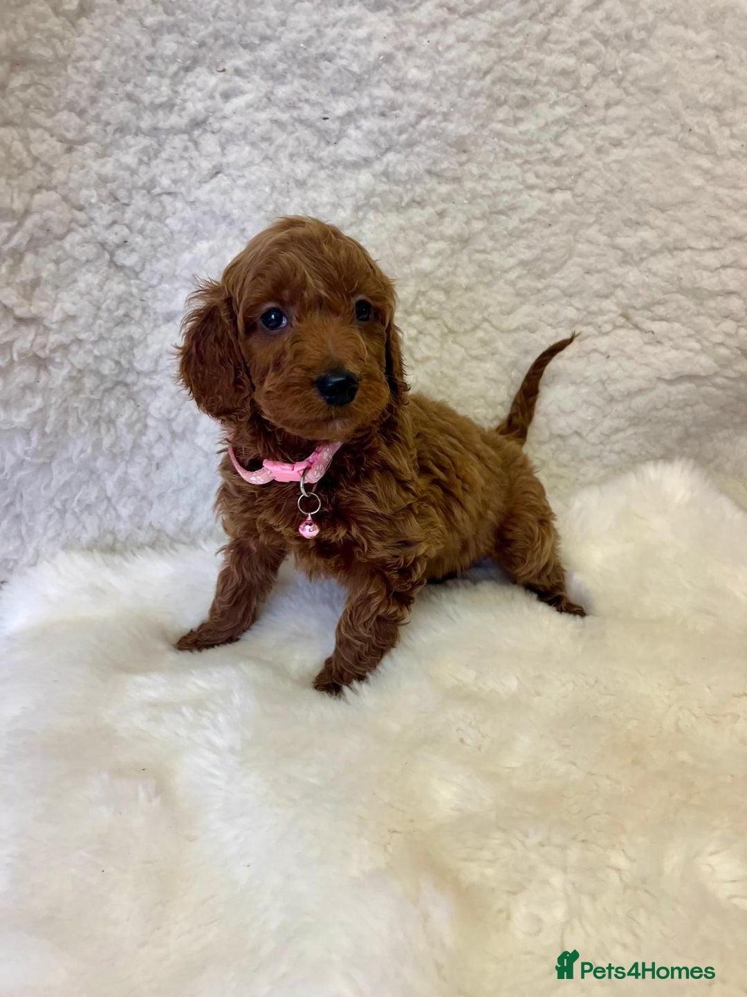 Goldendoodle dogs for sale: Outstanding Quality health tested Goldendoodles  - Image 3