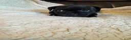 Staffordshire Bull Terrier dogs for sale: KC Staffordshire bull terrier pups for sale  - Advert 15