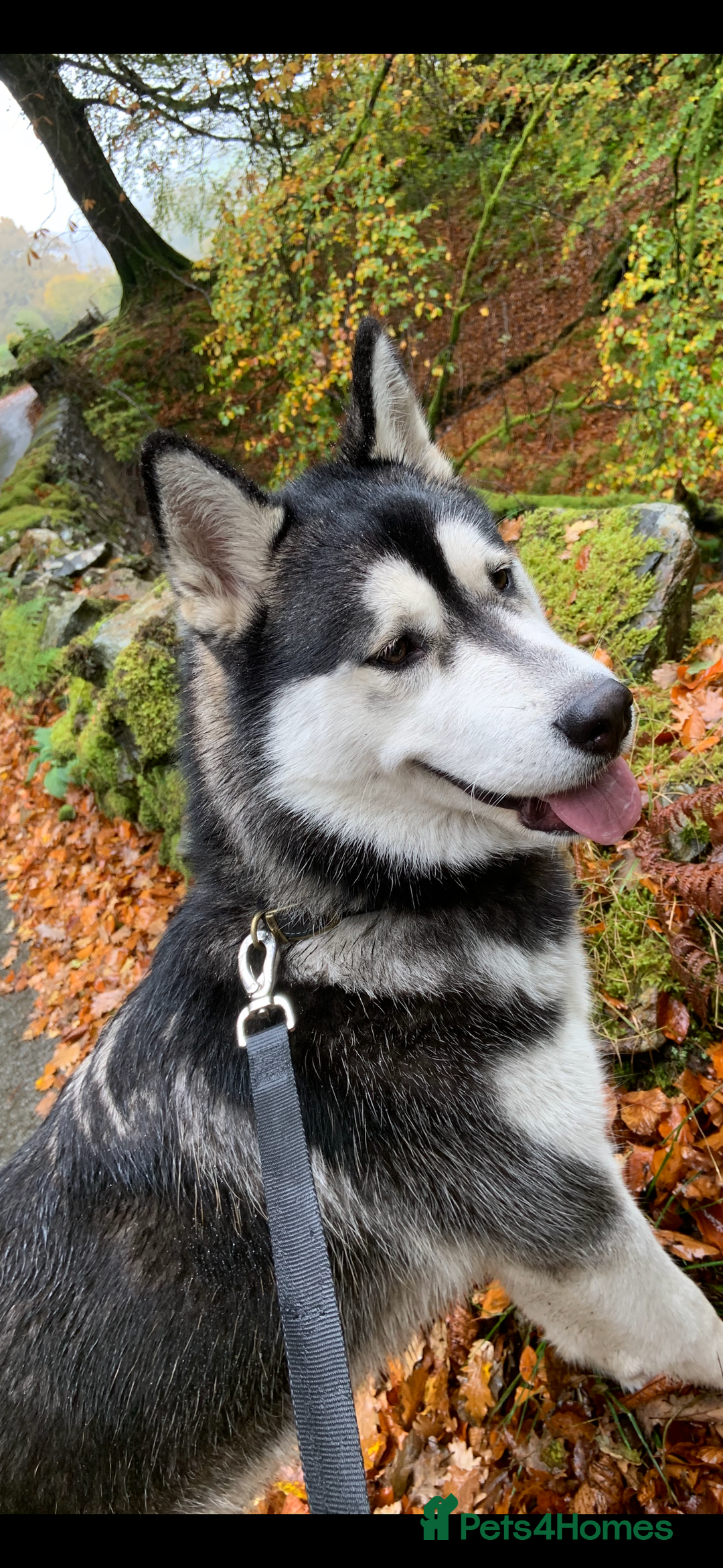 Alaskan Malamute dogs for sale: K.C registered Quality Alaskan Malamute puppies - Advert 2