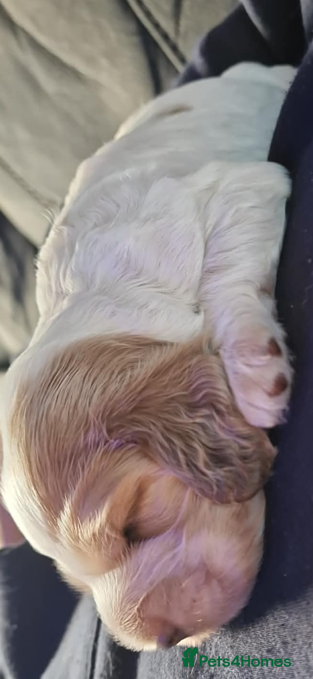 Cocker Spaniel dogs for sale: Lemon roan showtype cockerspaniel - Advert 7