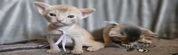 Abyssinian cats for sale: Beautiful Abyssinian Kittens  - Advert 14