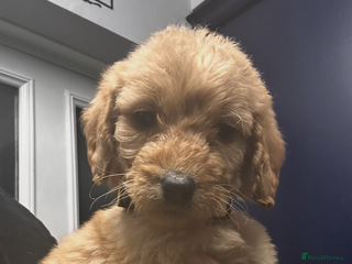 Labradoodle dogs F2b Standard labradoodles multigenerational - Advert 17