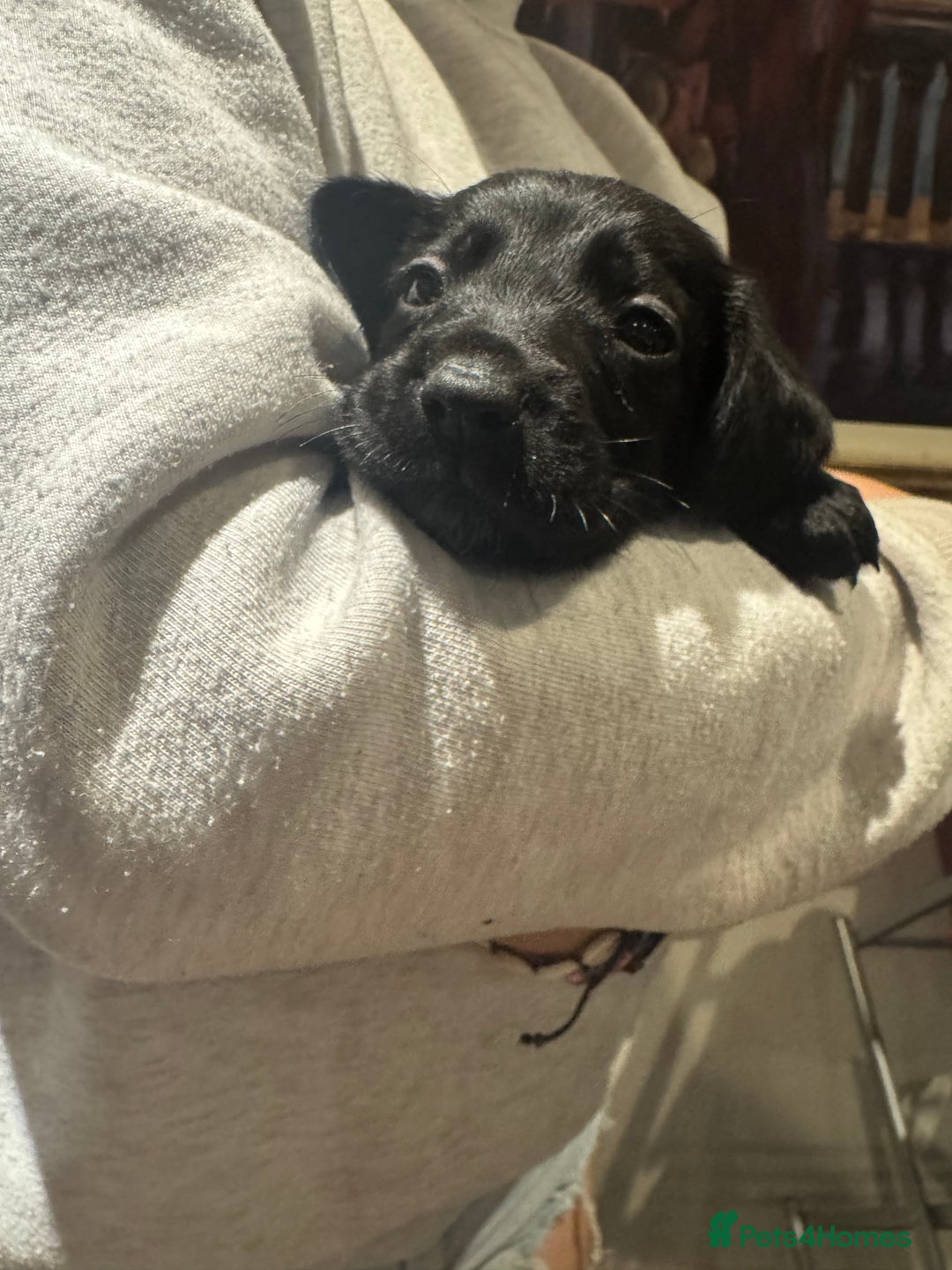 Mixed Breed dogs for sale: Sprollies - Image 10