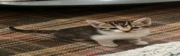 Mixed Breed cats for sale: Lovely kittens need a loving home - Advert 18