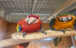 Parrots birds for sale: Scarlet & Catalina  - Image 4