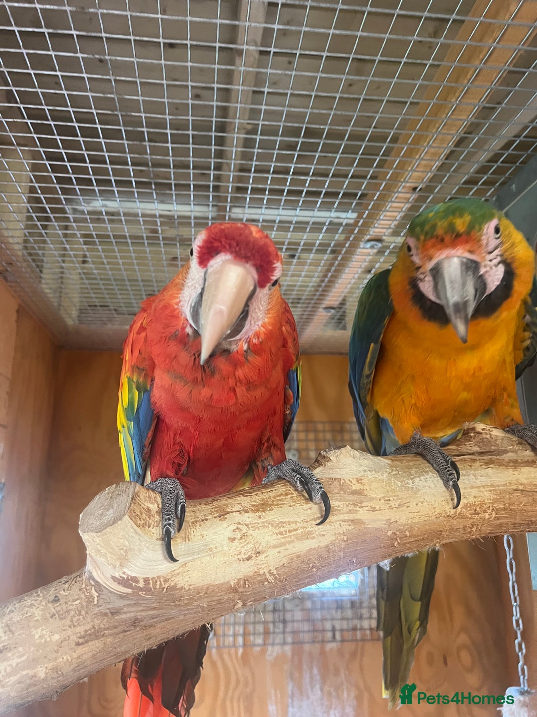 Parrots birds for sale: Scarlet & Catalina  - Image 4