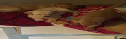 Labrador Retriever dogs for sale: Beautiful Labrador puppies for sale  - Advert 9