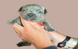 Jack Russell dogs for sale: Blue & Black Brindle Jack Russells - Image 38