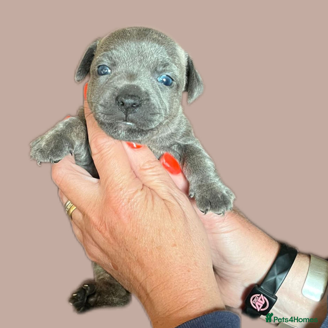 Jack Russell dogs for sale: Blue & Black Brindle Jack Russells - Image 38