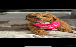 Maltipoo dogs for stud: Toy Red Maltipoo For Stud - Image 1