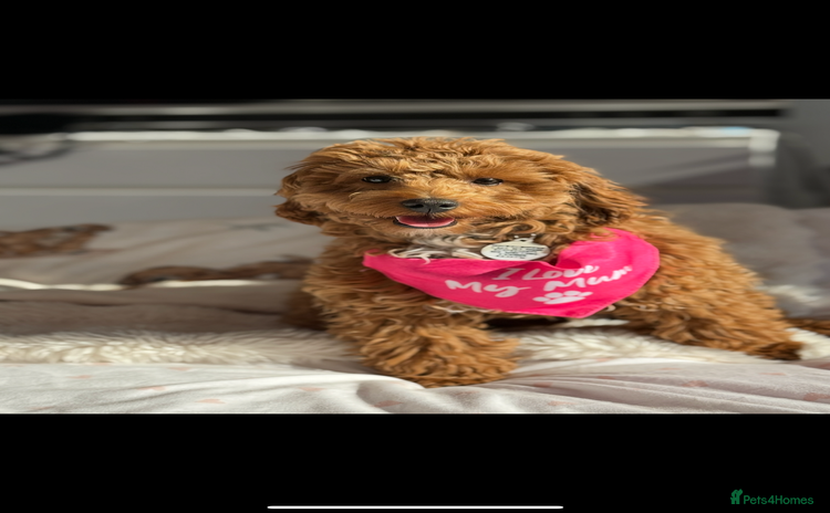 Maltipoo dogs - Advert 1