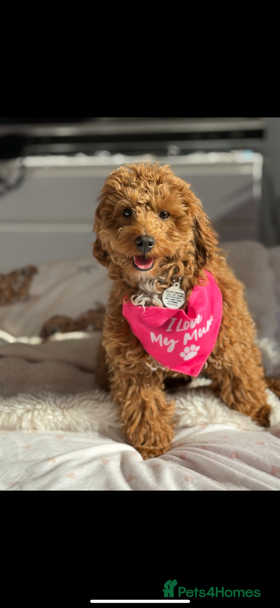Maltipoo dogs for stud: Toy Red Maltipoo For Stud - Image 1