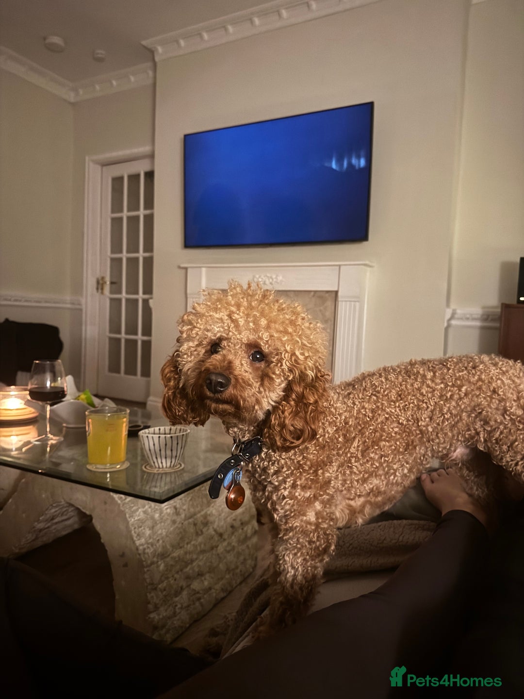 Miniature Poodle dogs for stud: Rufus  - Advert 4